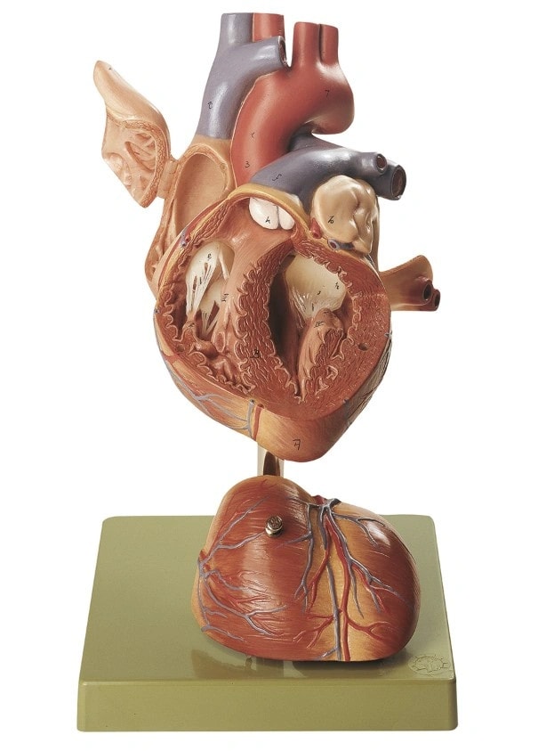 SOMSO Premium Heart in 4 Parts - 2x Life Size