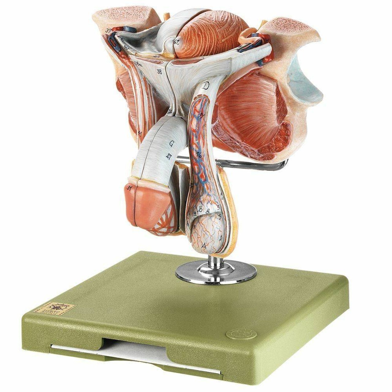 SOMSO Male Genital Organs
