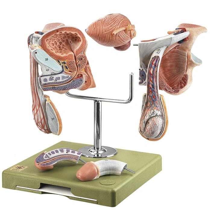 SOMSO Male Genital Organs