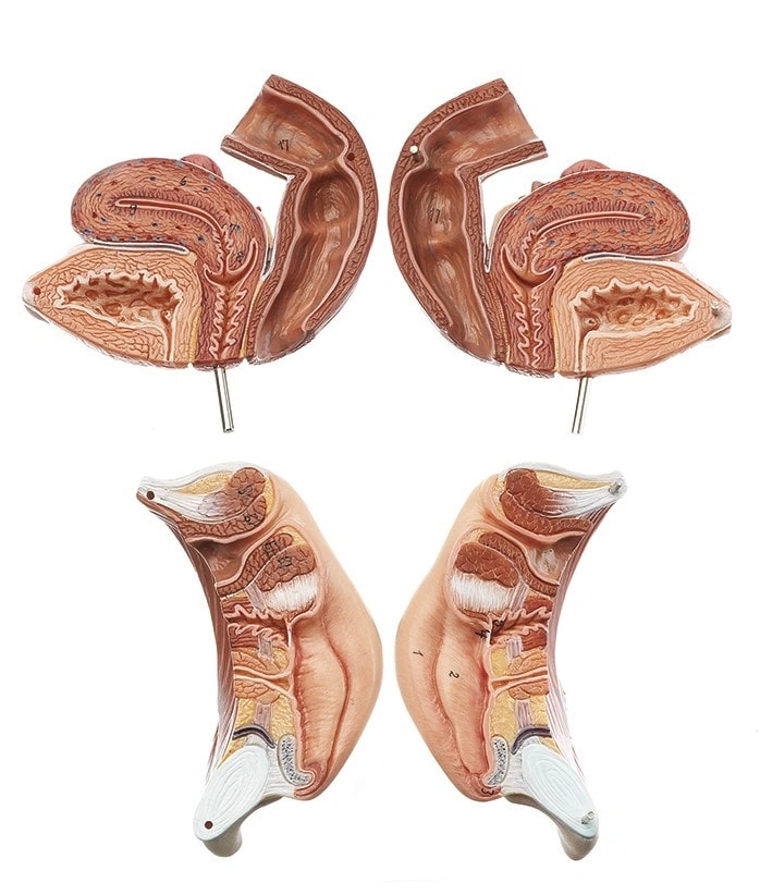 SOMSO Female Genital Organs