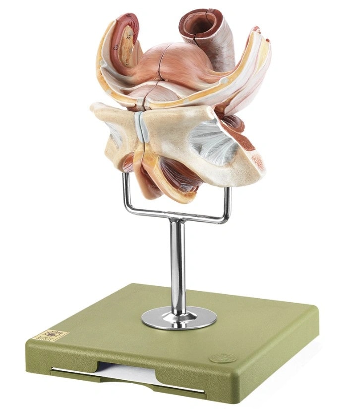 SOMSO Female Genital Organs