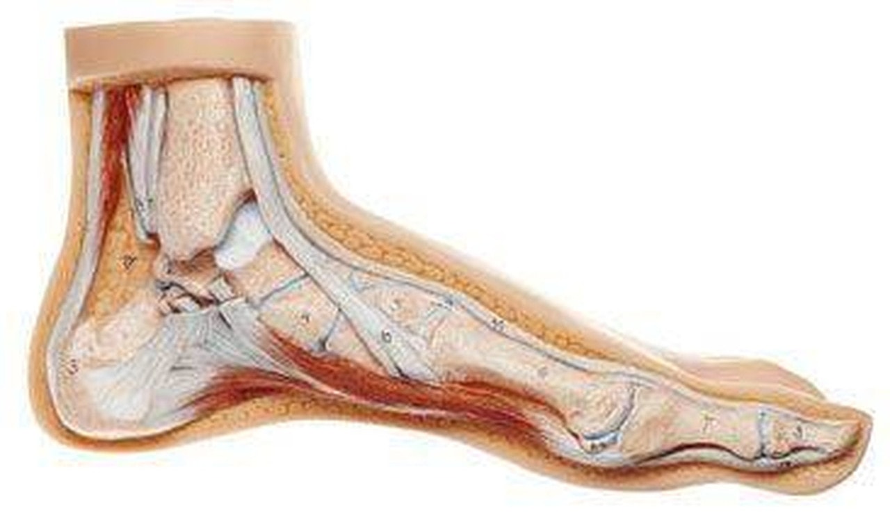 SOMSO Normal Foot Model