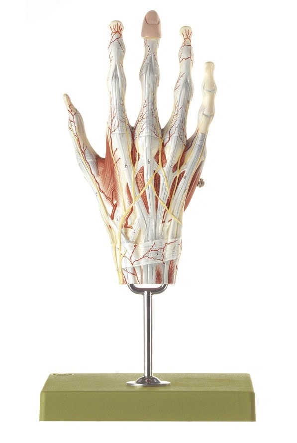 SOMSO Muscles of the Hand Premium Model | Anatomy Warehouse