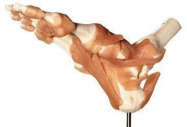 SOMSO Premium Functional Foot and Ankle Model
