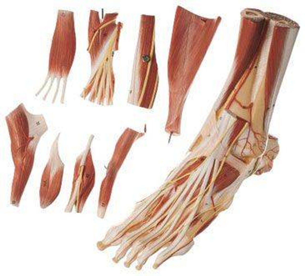 SOMSO Muscles of the Foot Premium Model