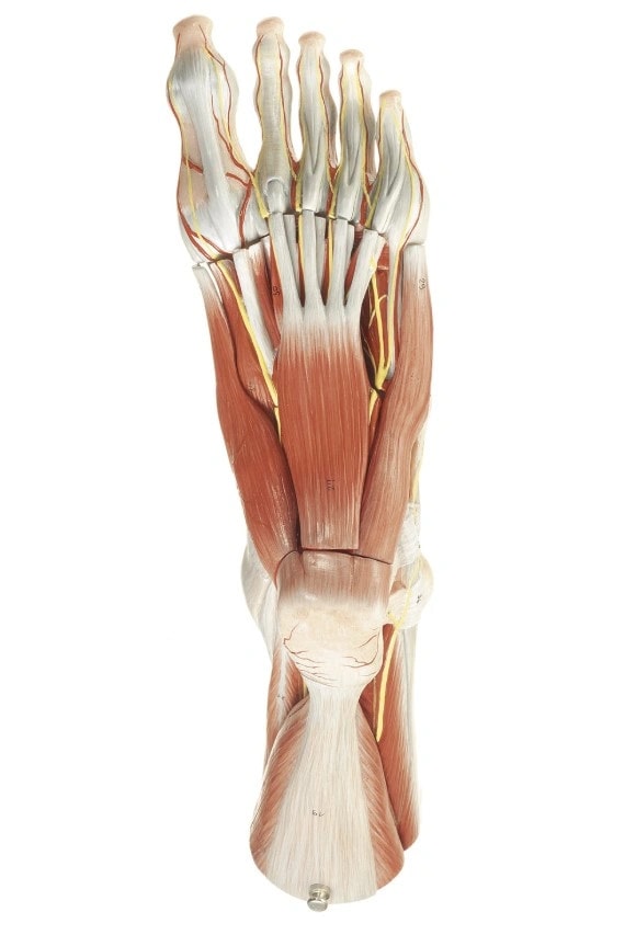 SOMSO Muscles of the Foot Premium Model