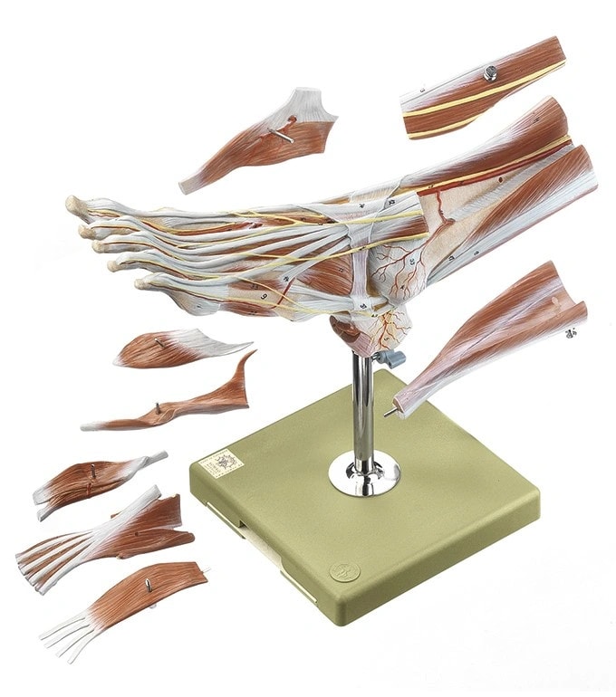 SOMSO Muscles of the Foot Premium Model