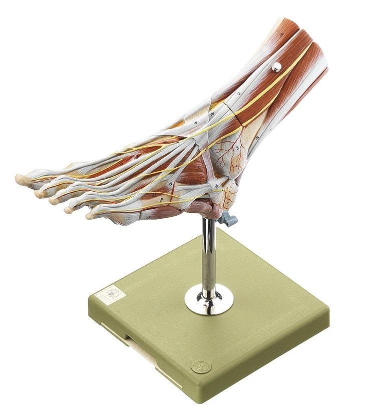 SOMSO Muscles of the Foot Premium Model