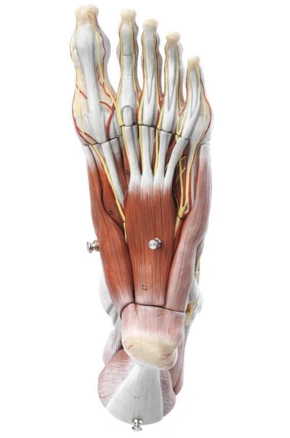 SOMSO Muscles of the Foot Premium Model