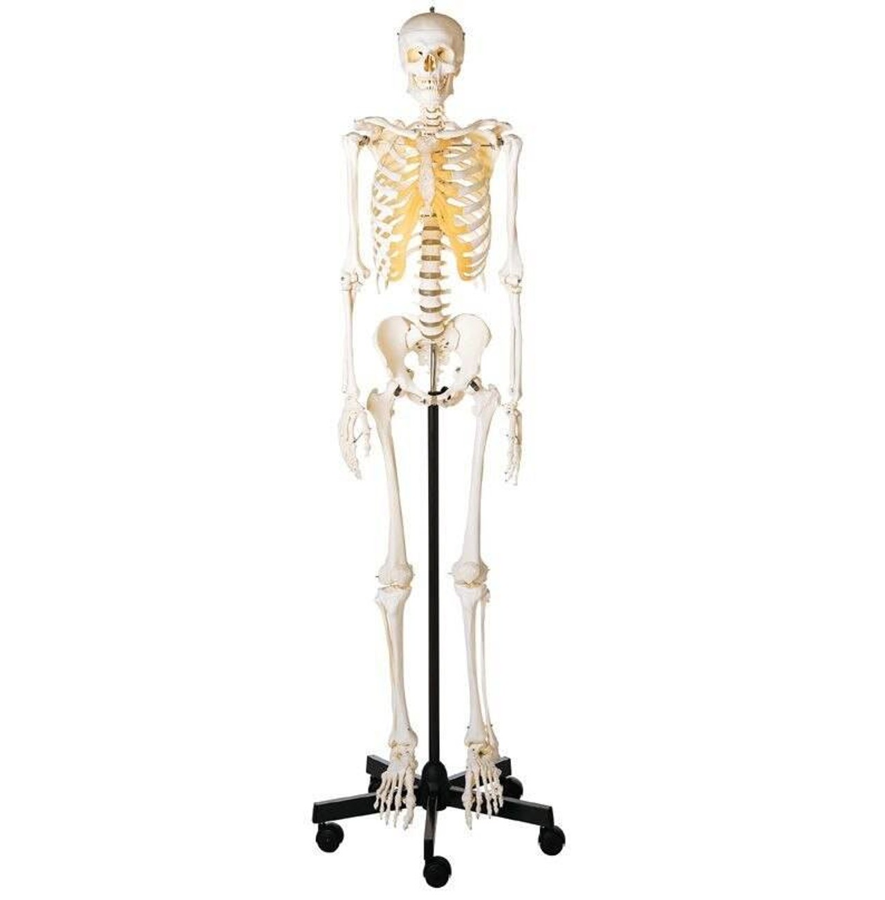 SOMSO Premium Skeleton - Male