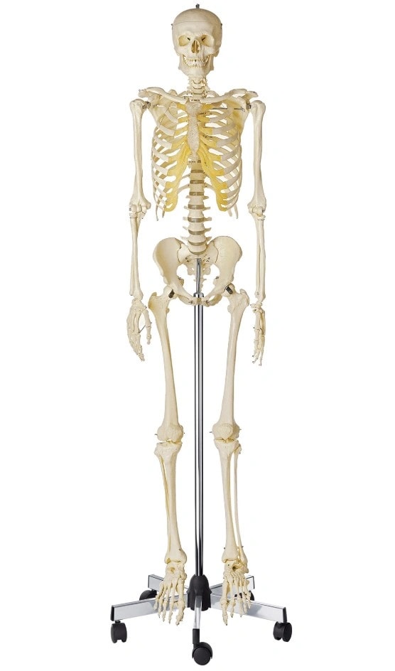 SOMSO Premium Skeleton - Male