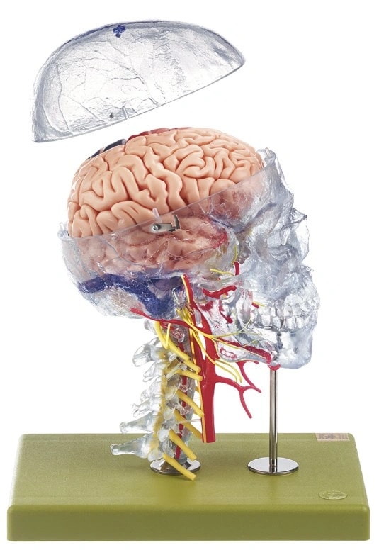 SOMSO Neuroanatomy Head Model | Anatomy Warehouse