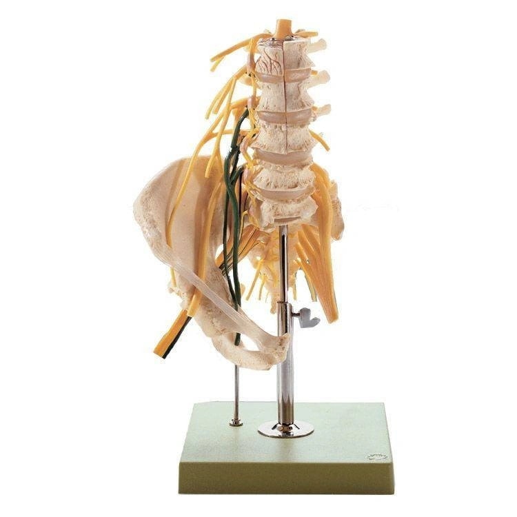 SOMSO Premium Lumbar Spine with Innervation