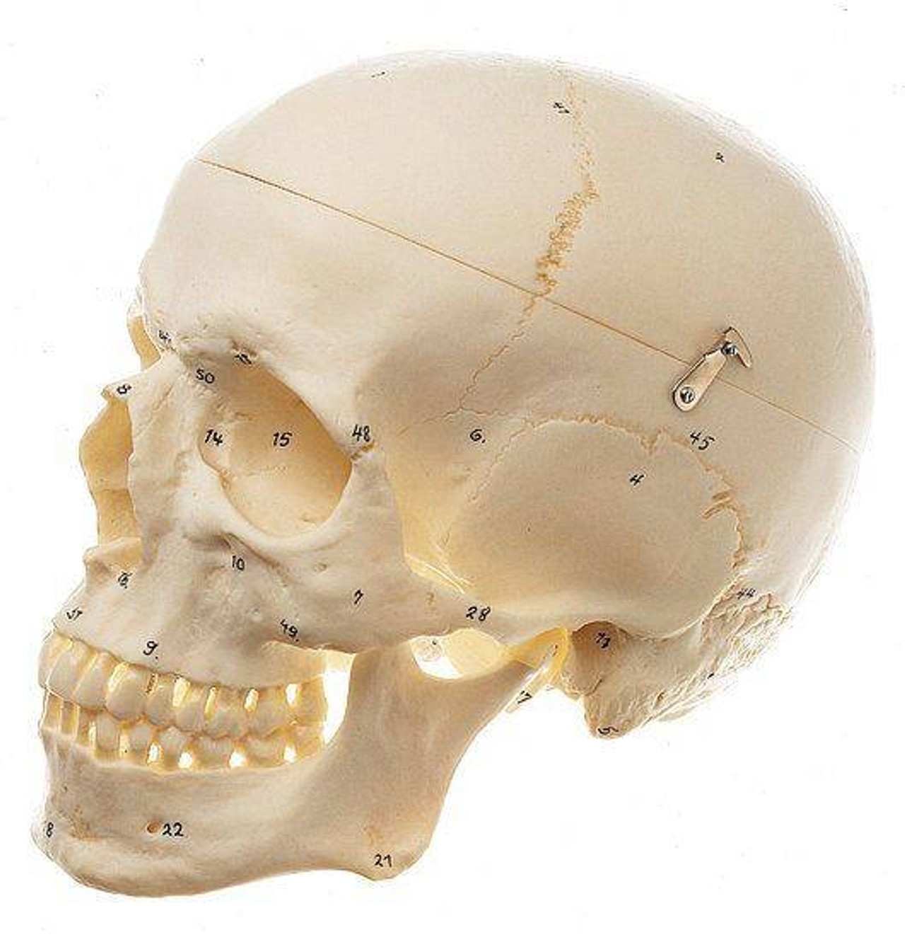 SOMSO Premium Numbered Human Skull