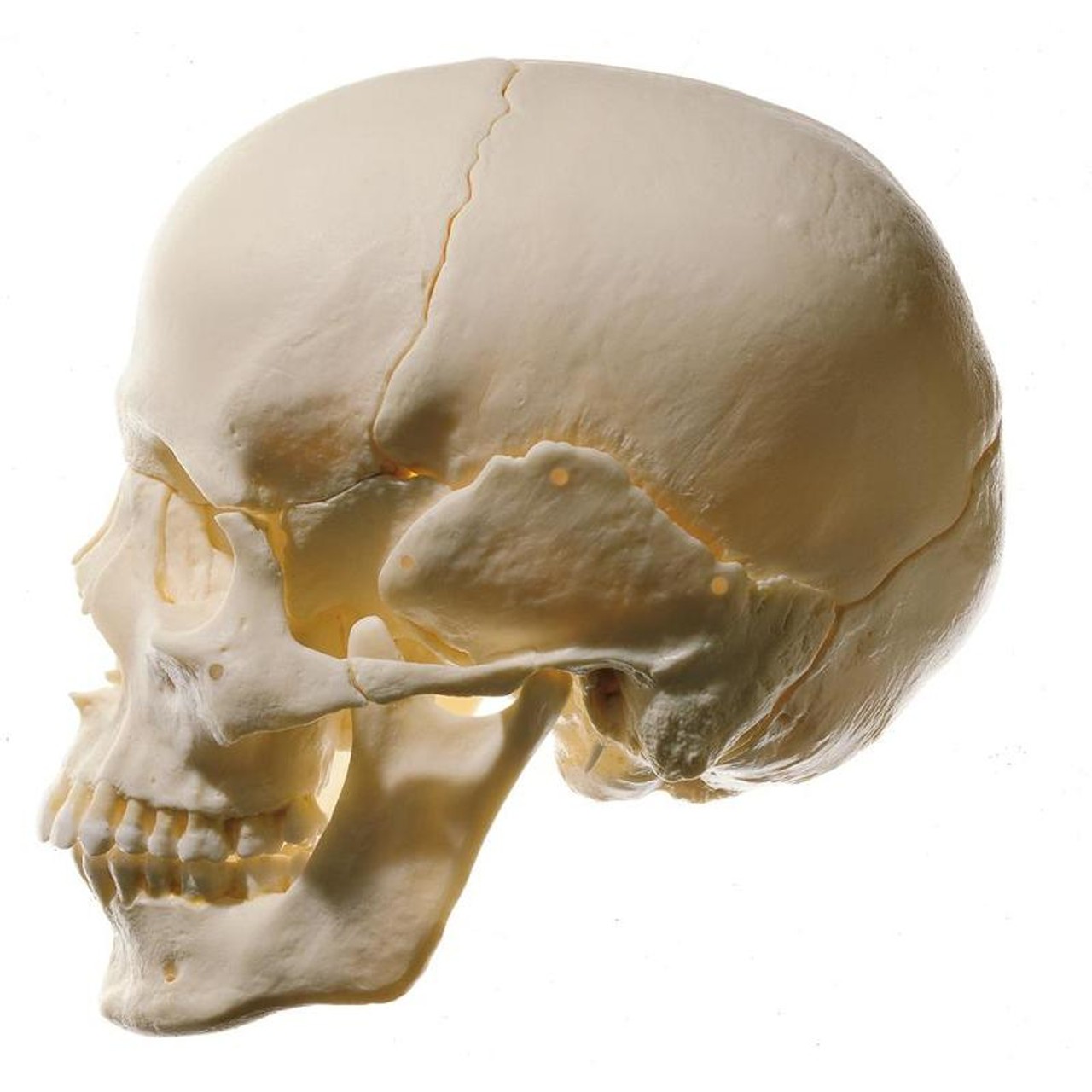 SOMSO Disarticulated Skull in 14 Pieces | Anatomy Warehouse