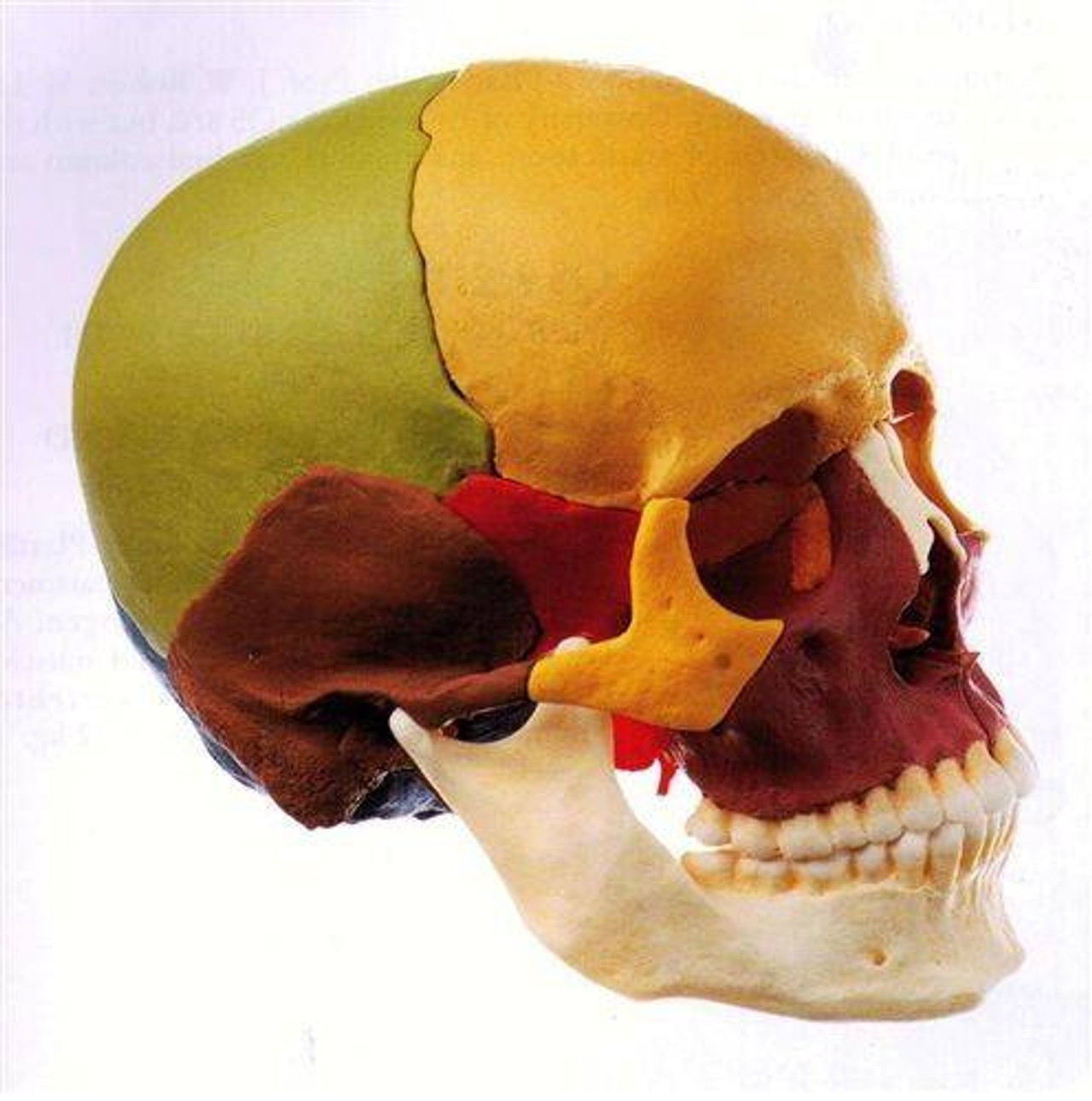 SOMSO Disarticulated Skull in 14 Pieces - Color Version