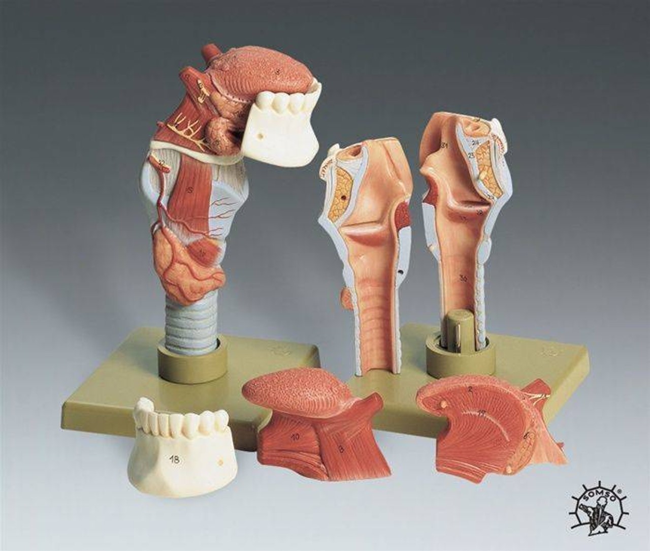SOMSO Human Larynx with Tongue Premium Anatomy Model