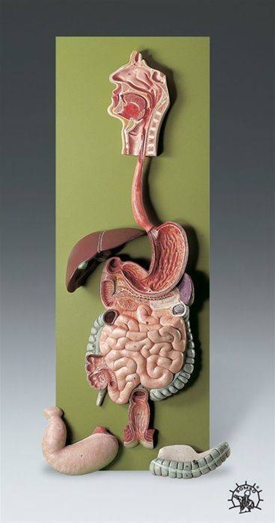 SOMSO Complete Digestive System Model - 2/3 Life Size