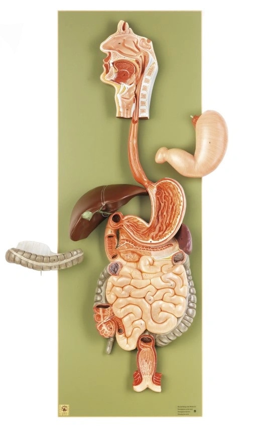 SOMSO Complete Digestive System Model - 2/3 Life Size