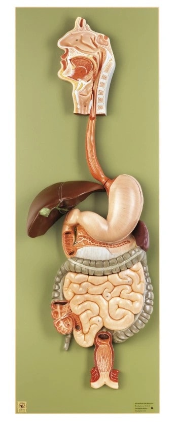 SOMSO Complete Digestive System Model - 2/3 Life Size