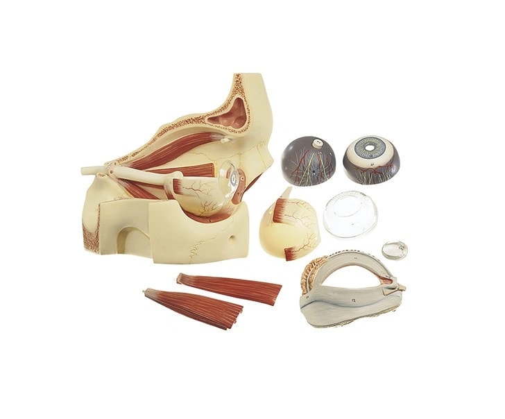 SOMSO 3x Life Size Premium Eye with Bony Orbit Anatomy Model