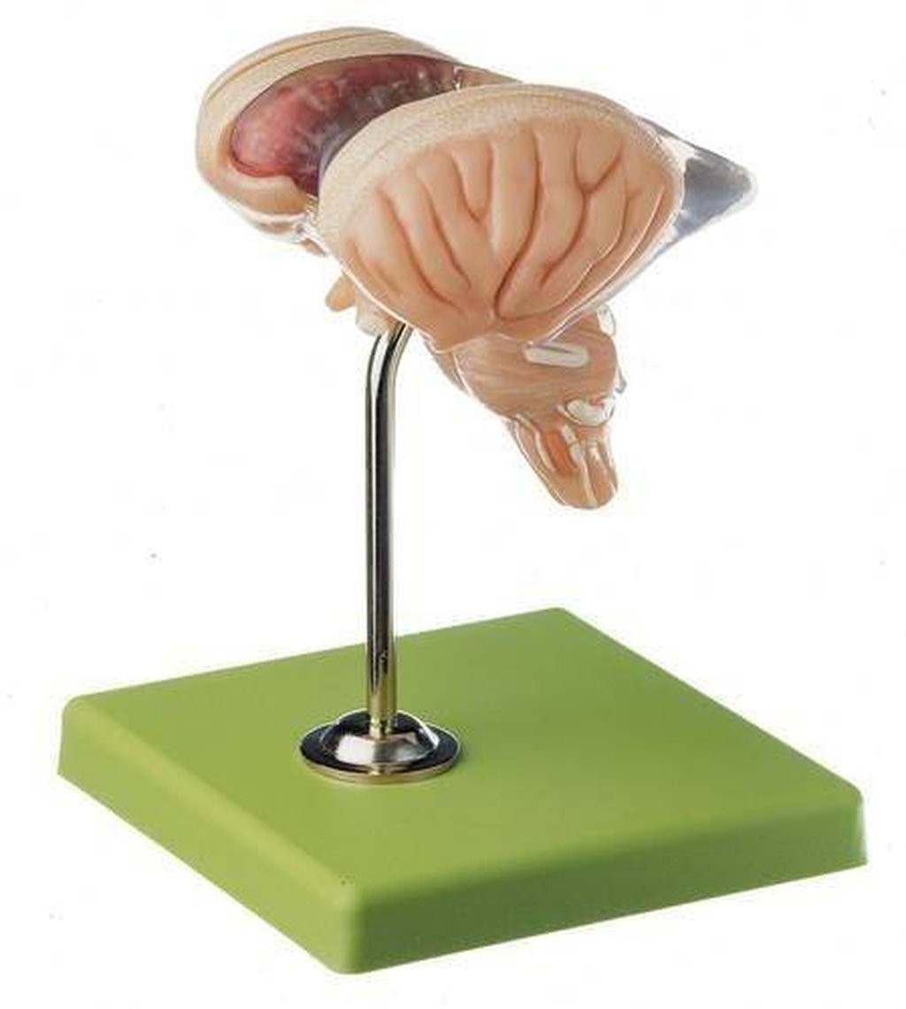 SOMSO Model of Brain Stem in 8 Parts