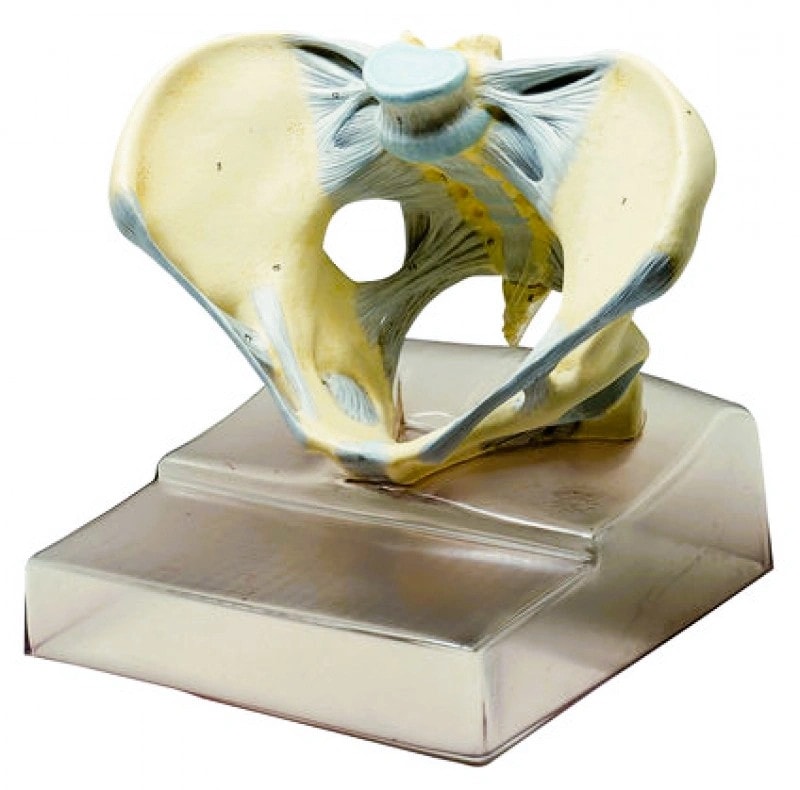 SOMSO Female Pelvis With Ligaments