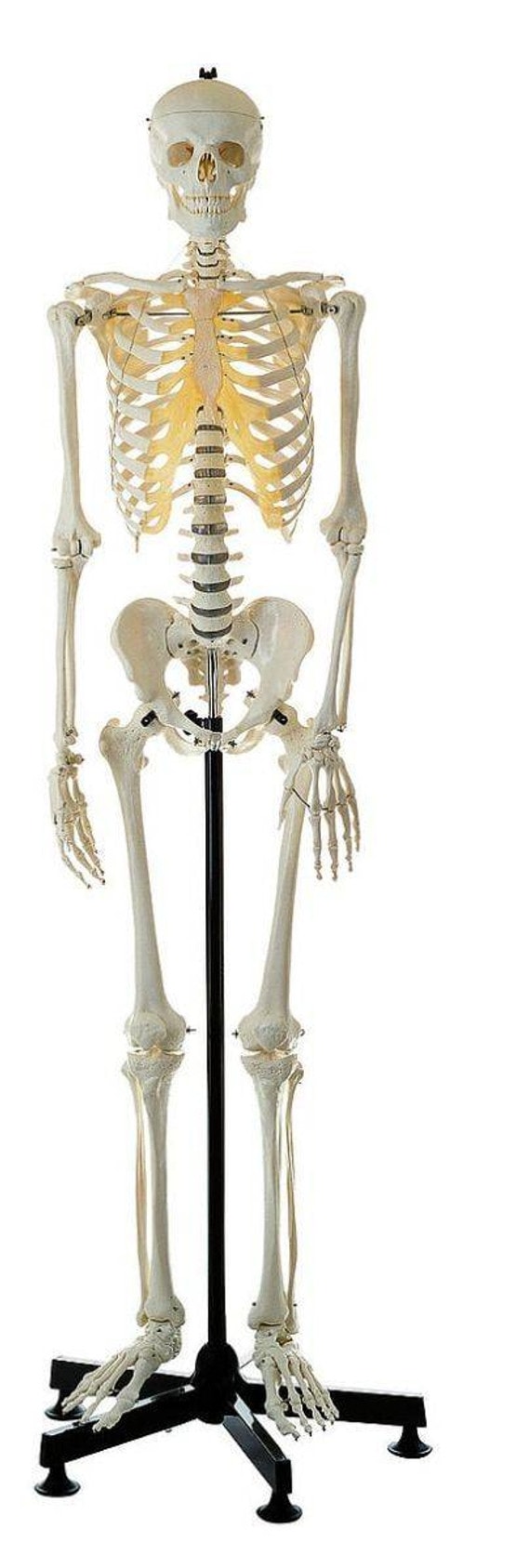 SOMSO Premium Skeleton on Stationary Stand - Male