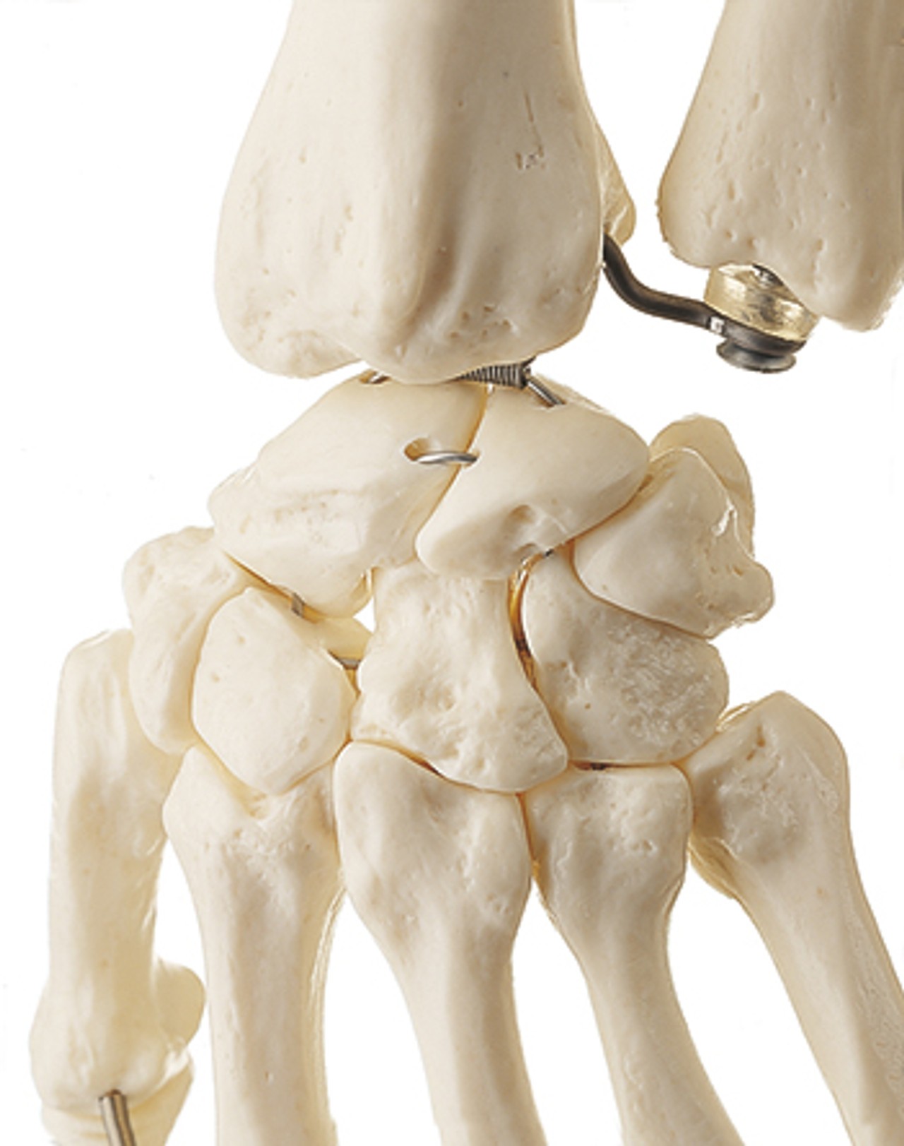 SOMSO Premium Skeleton on Stationary Stand - Male