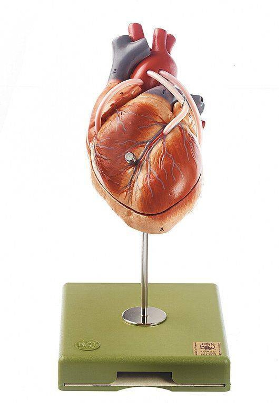 SOMSO Model of the Heart with Aortic Coronary Venous Bypass Vessels