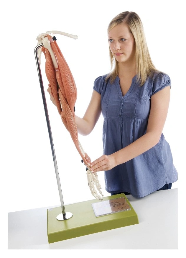 SOMSO Movement of Muscles in the Upper Arm and Forearm