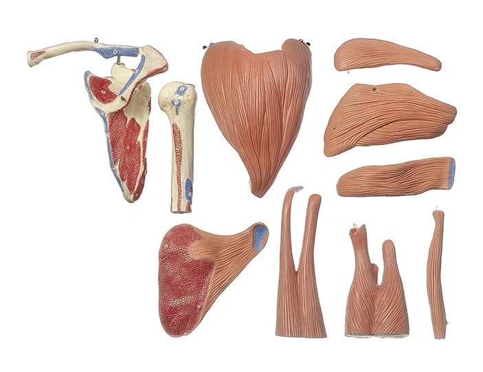 SOMSO Demonstration Model of the Shoulder Muscles