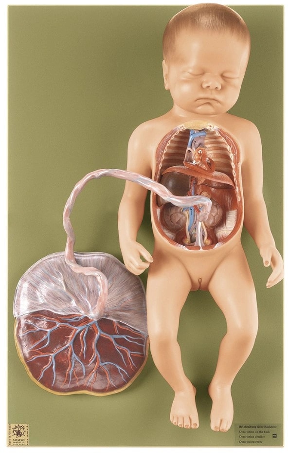 SOMSO Fetal Circulatory System