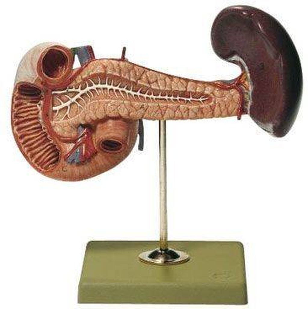 SOMSO Pancreas with Spleen and Duodenum