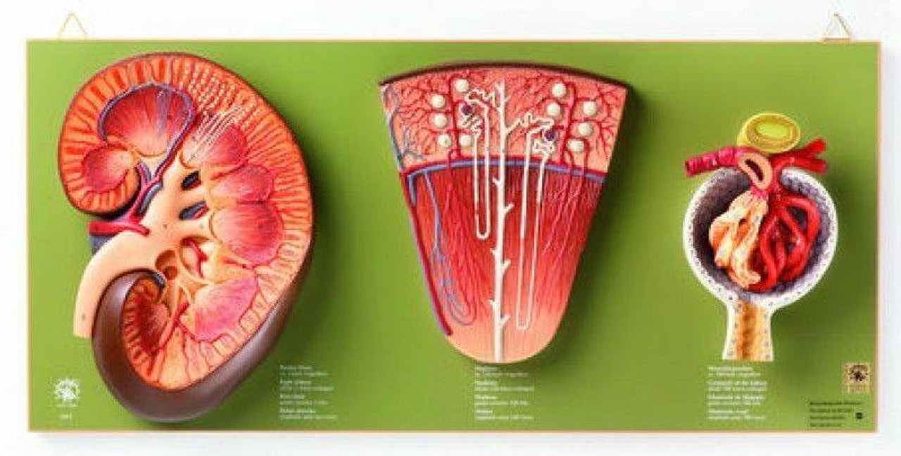 SOMSO Kidney, Nephron and Glomerulus