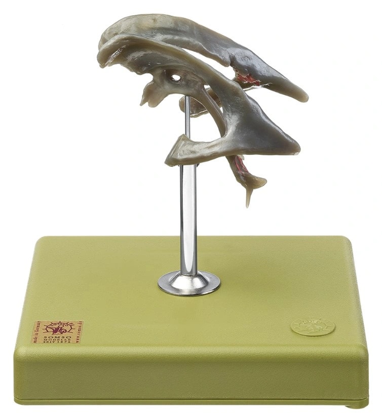 SOMSO Ventricular Cavities of the Brain