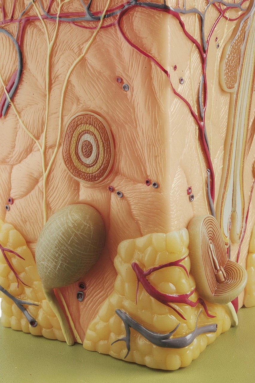 SOMSO Block Model of the Skin