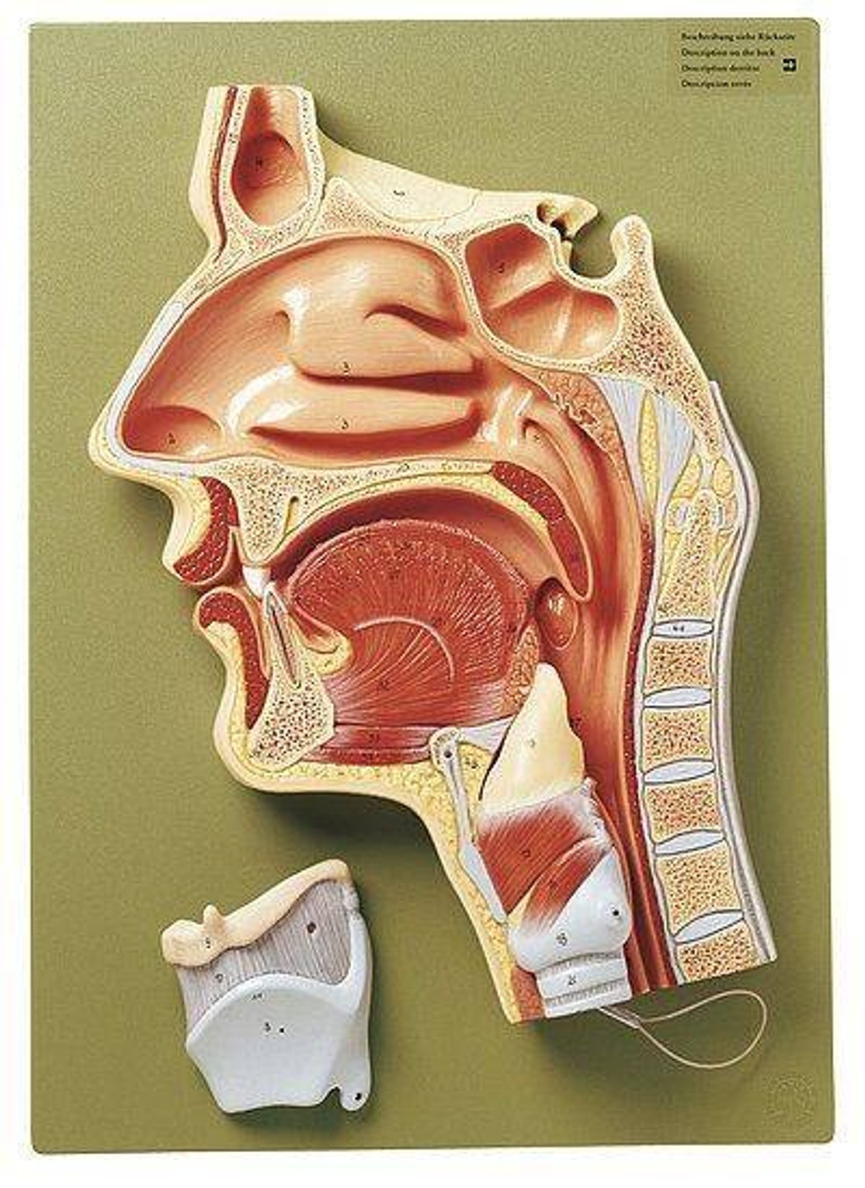 SOMSO Median Section of the Cavities of Nose, Mouth and Throat