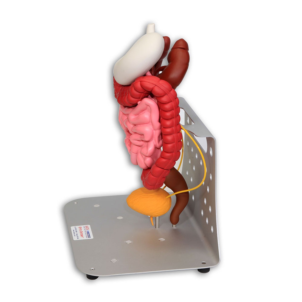 Otto Ostomy - Advanced Model with Case