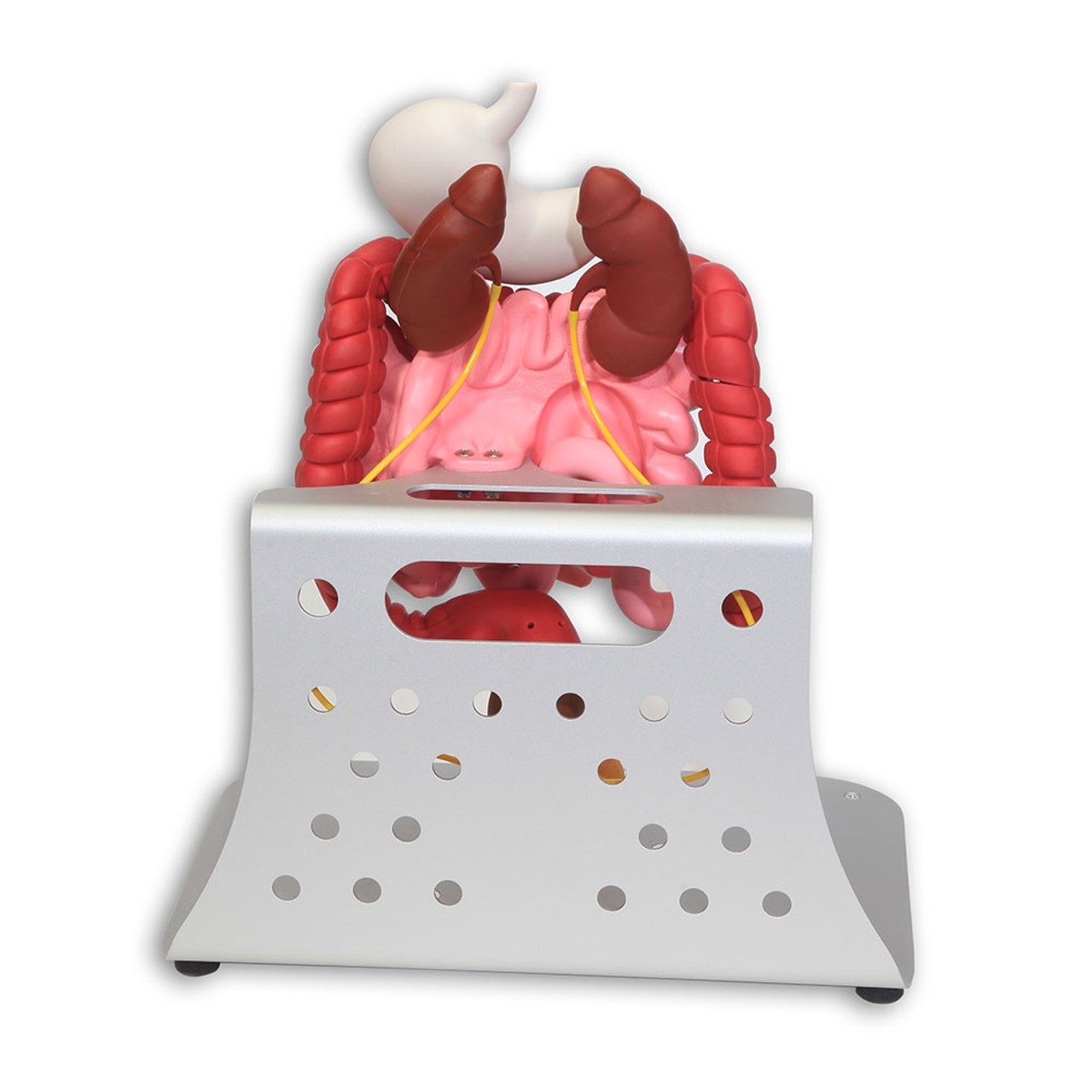Otto Ostomy - Advanced Model with Case