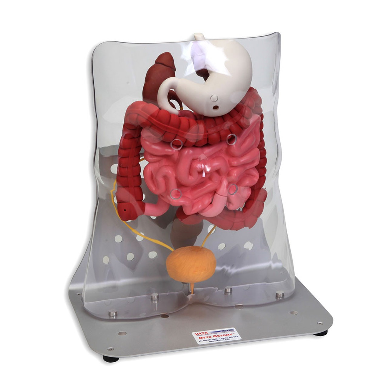 Otto Ostomy - Advanced Model with Case