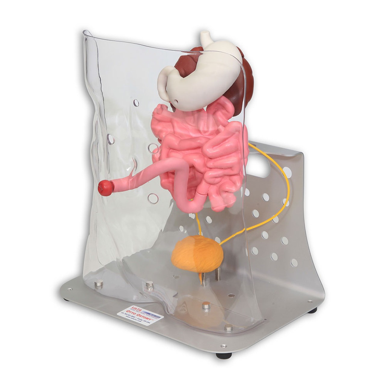 Otto Ostomy - Advanced Model with Case