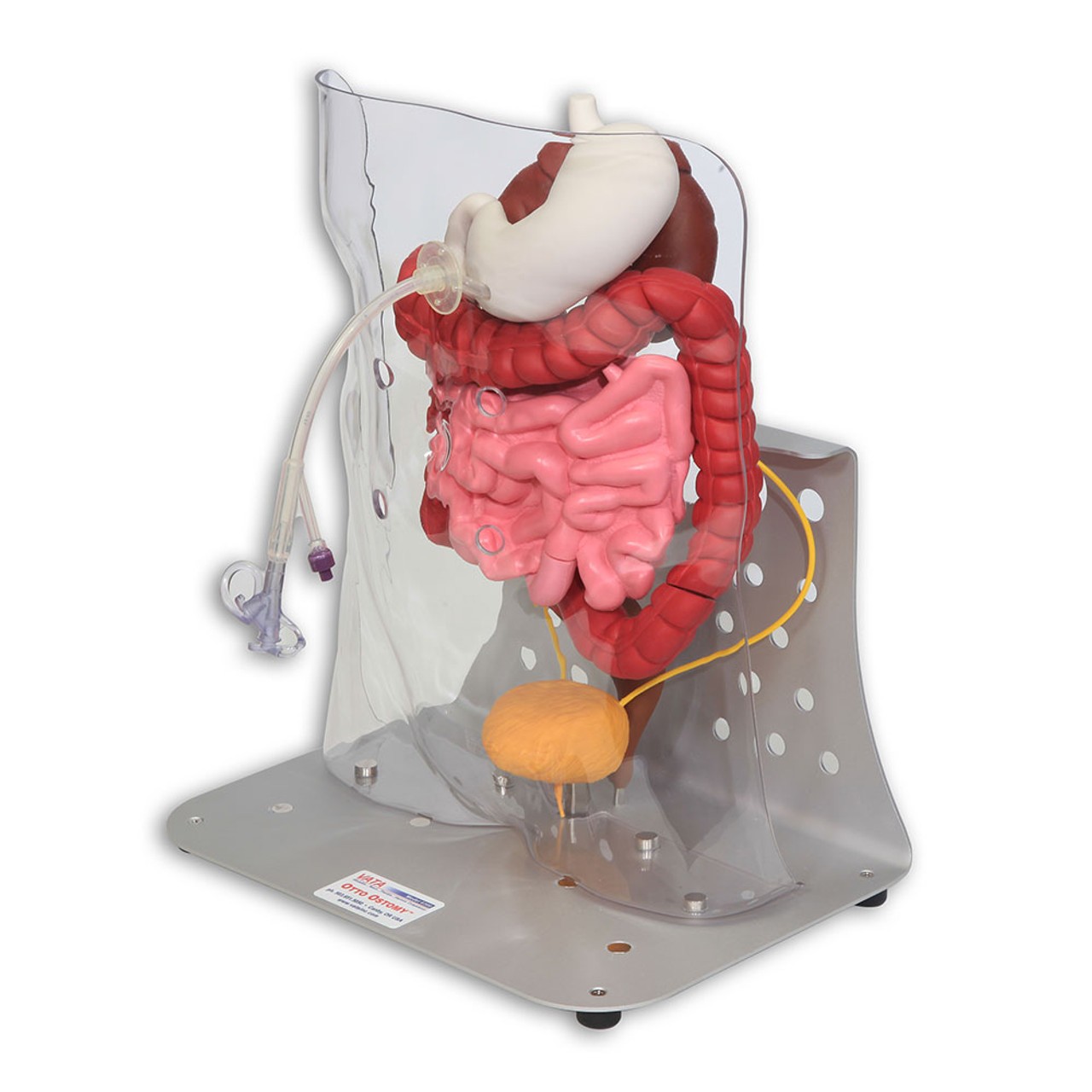 Otto Ostomy - Advanced Model with Case
