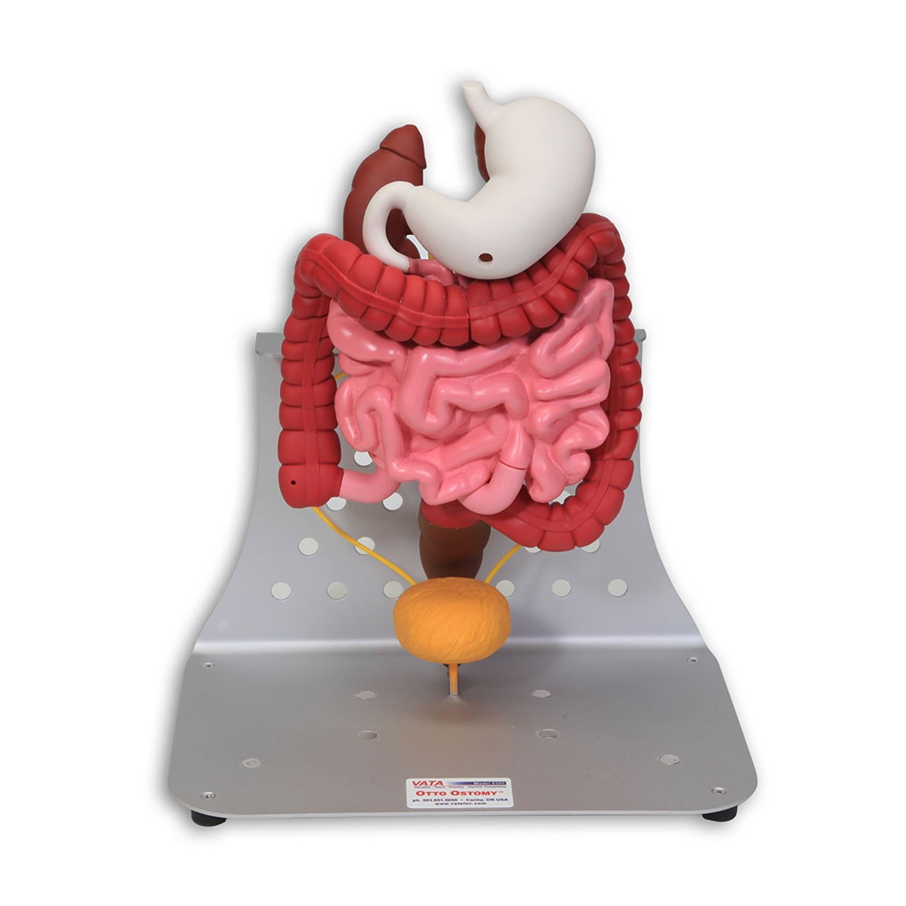 Otto Ostomy - Advanced Model with Case