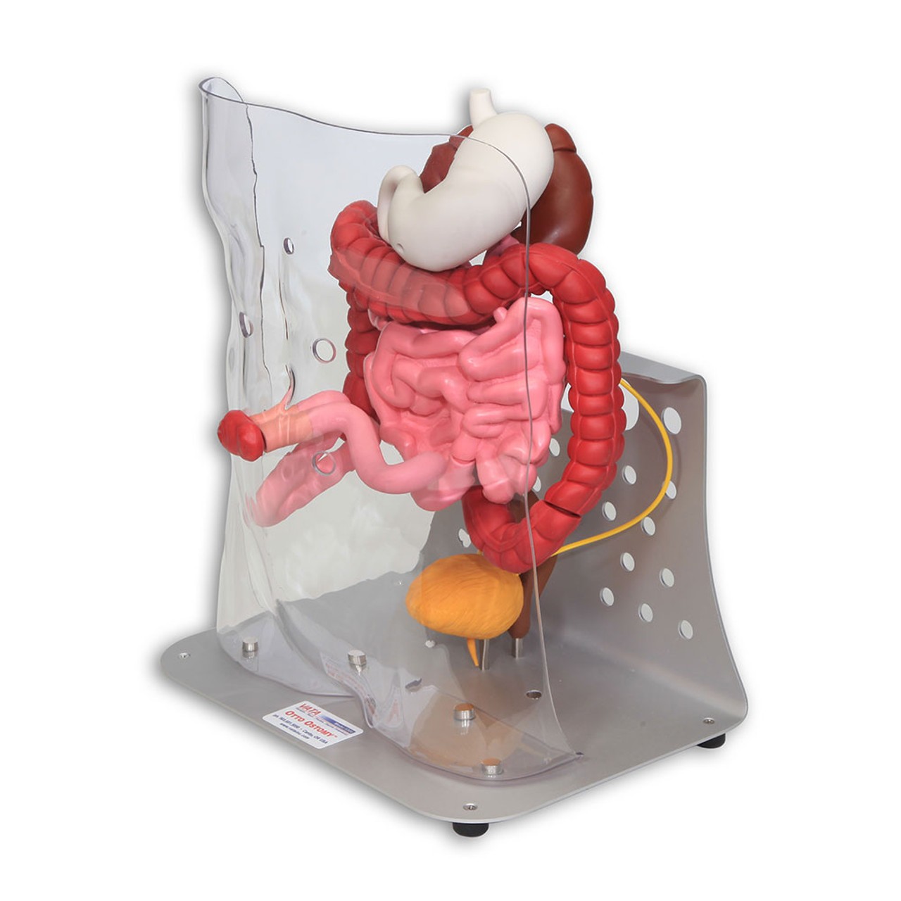 Otto Ostomy - Advanced Model with Case