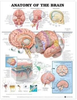 Anatomy Of The Brain Laminated Anatomical Chart