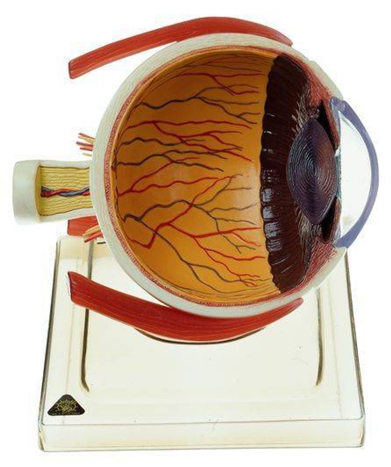 SOMSO 6x Life Size Right Half of the Human Eye Anatomy Model