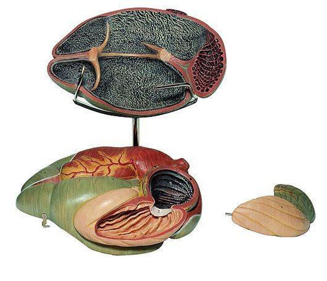 SOMSO 3-Part Ruminant Stomach of the Cow Anatomy Model