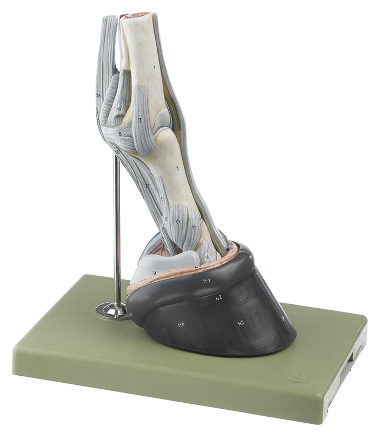SOMSO 7-Part Horse Hoof with Ligaments, Vessels, and Nerves Anatomy Model