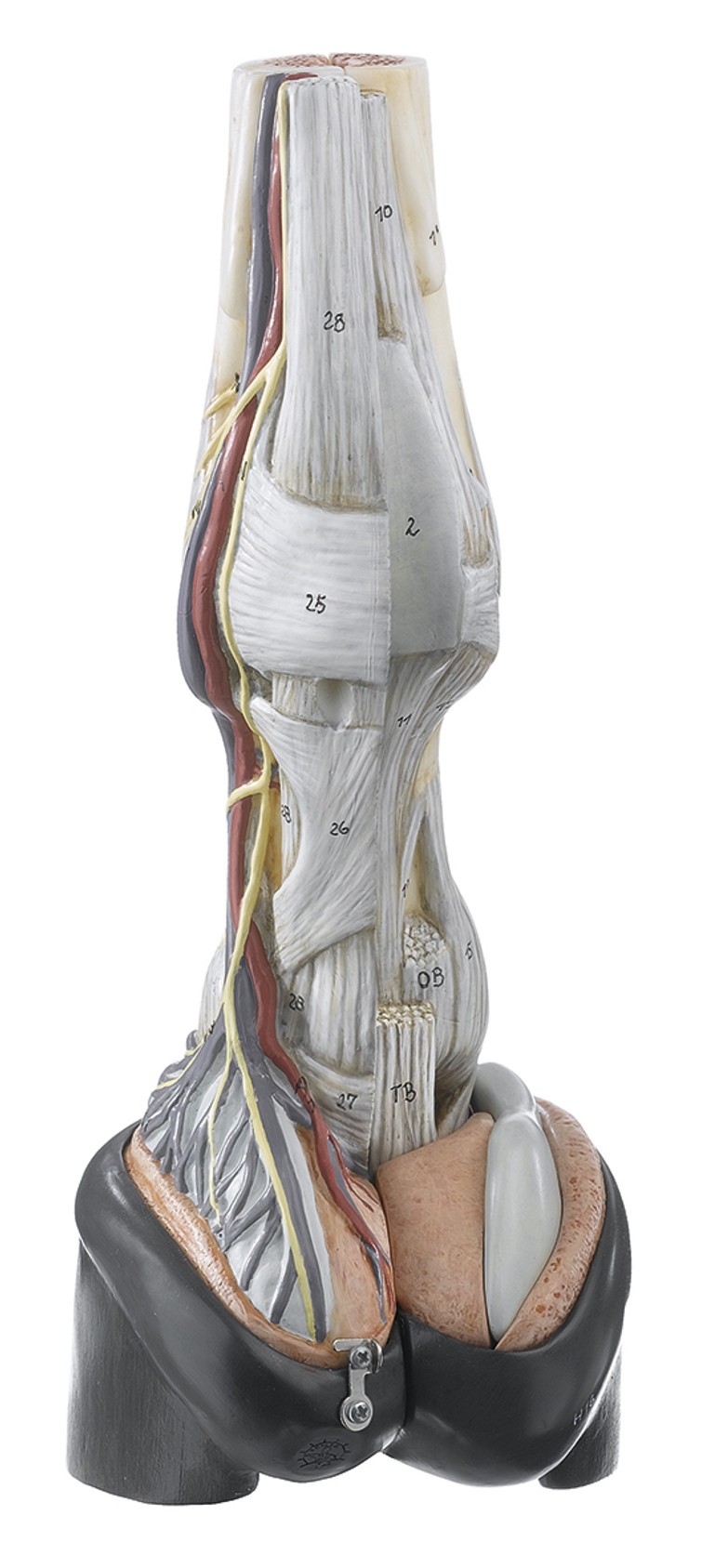 SOMSO 7-Part Horse Hoof with Ligaments, Vessels, and Nerves Anatomy Model